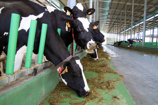 Las ayudas de la PAC y el sector lácteo en la Eurorregión Galicia – Norte de Portugal