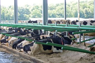 O II Foro Empresarial Lácteo abordará os retos das ganderías galegas de vacún de leite de aquí ao 2030