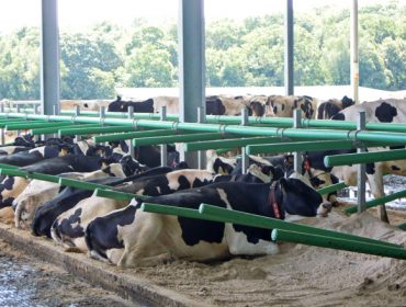O II Foro Empresarial Lácteo abordará os retos das ganderías galegas de vacún de leite de aquí ao 2030
