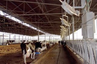 Así se controla o estrés por calor das vacas nas granxas de Israel