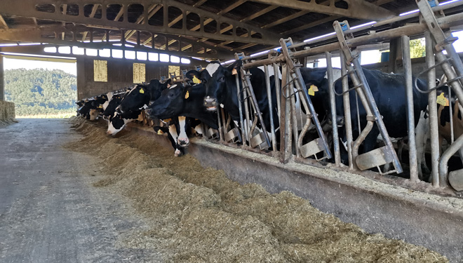 Vacas-producion-SAT-Loucenzo-Lalin-