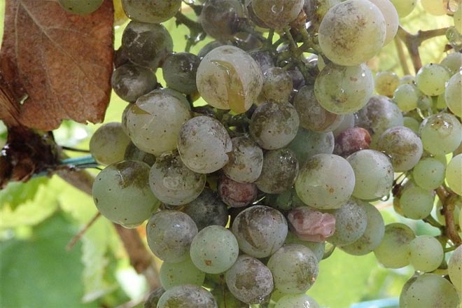 Areeiro recomienda valorar un tratamiento contra el oídio en las viñas