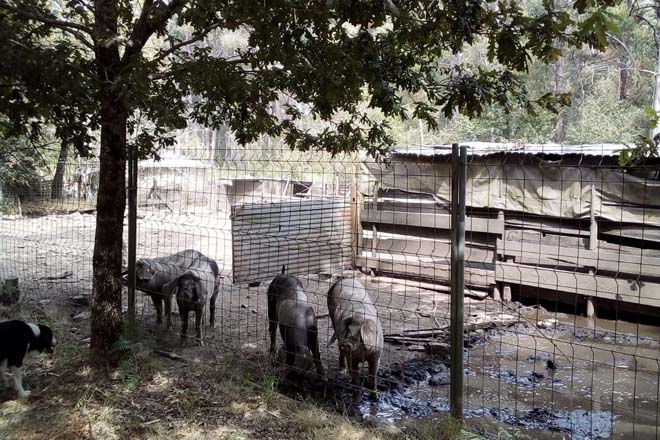 Animais na zona de cría da granxa.