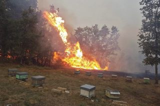 Máis de 200 colmeas calcinadas a consecuencia dos incendios en Ourense