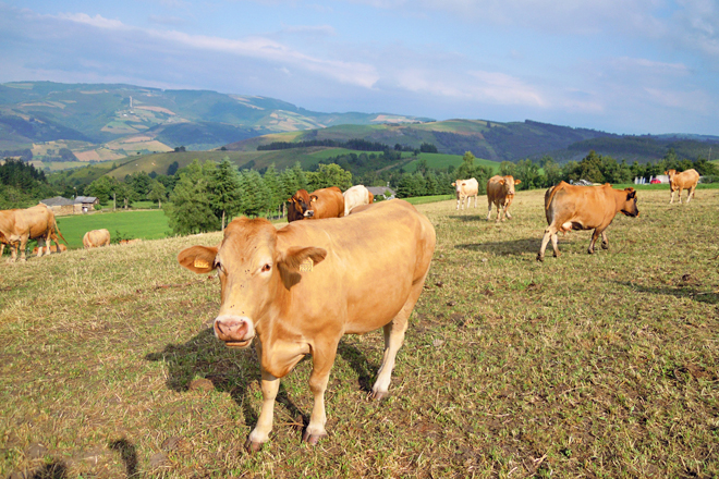 A maioría das vacas son rubia galega ou cruces de asturiana