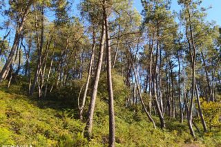 A Xunta amplía en Galicia a superficie baixo certificación forestal FSC en 10.000 hectáreas con 13 novos montes