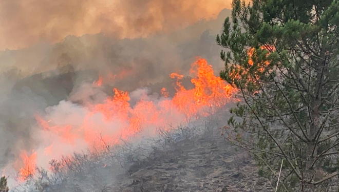 Como conservar o que se salvou dos lumes do Parque Natural do Xurés?