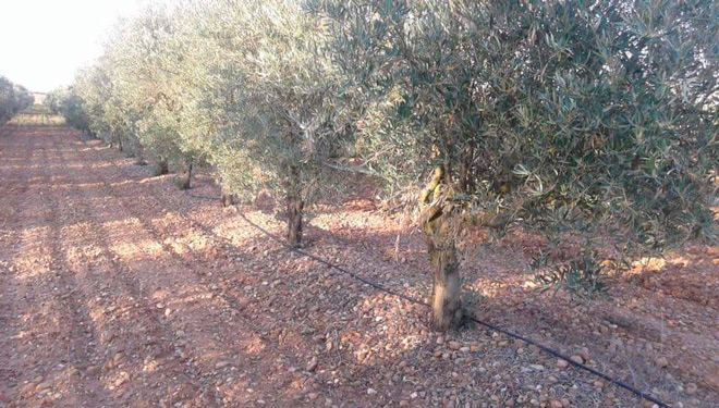 “Os lumes queimáronnos máis de 18.000 oliveiras na última década; non volverei plantar en Galicia”