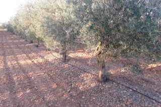 “Os lumes queimáronnos máis de 18.000 oliveiras na última década; non volverei plantar en Galicia”