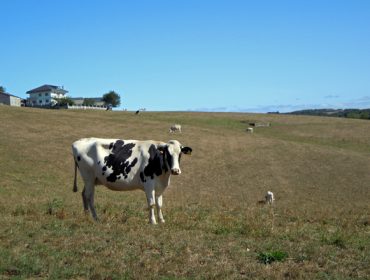 Como lograr que a alimentación das vacas en transición pase de custo a investimento?