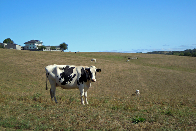 Unha das vacas secas da explotación nunha das 40 hectáreas que adican a facer pastoreo