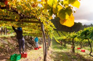 Así será o novo procedemento para a declaración da uva por parte dos 10.000 viticultores galegos
