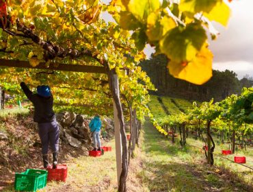 Así será o novo procedemento para a declaración da uva por parte dos 10.000 viticultores galegos