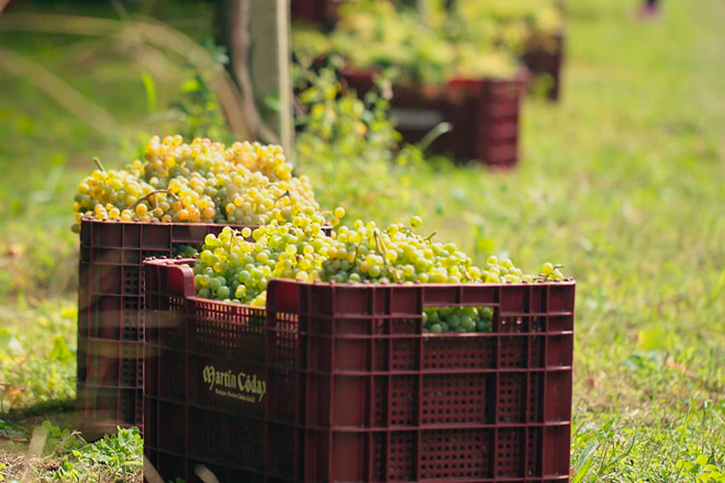 Rías Baixas supera los 34 millones de kilos de uva, a pocos días para el final de la vendimia