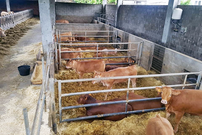 Curso de iniciación y mejora de la ganadería de vacuno de carne