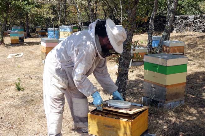 Curso de iniciación á apicultura na Pobra do Caramiñal