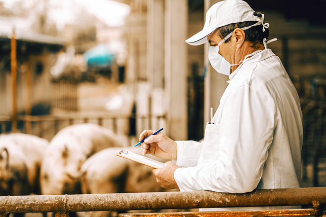 Veterinarian in white coat, hat and with protective mask on face writing in clipboard results of pigs examination while standing in cote.