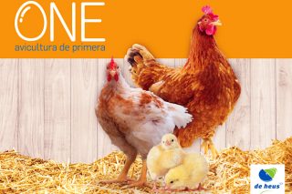 Chega ONE®, o novo plan nutricional de De Heus para avicultura industrial