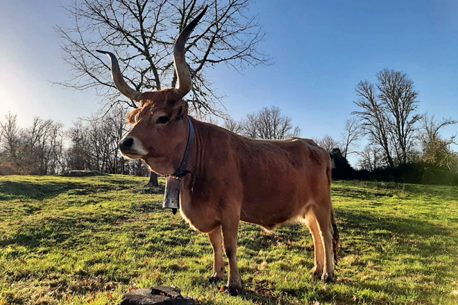 Cachenas de Panton Eurolemos (Monforte) vaca cachena3
