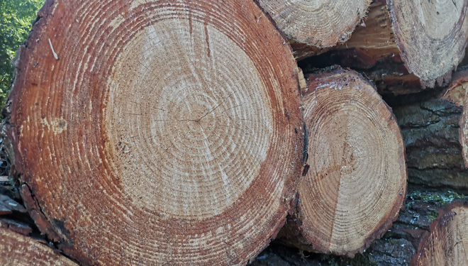 ¿Existe suficiente pino para abastecer una demanda de madera en ascenso?