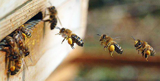 Cursos gratuítos para apicultores de Galicia