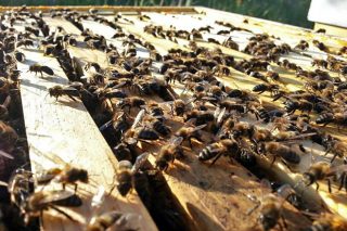 Cursos de apicultura en Monforte