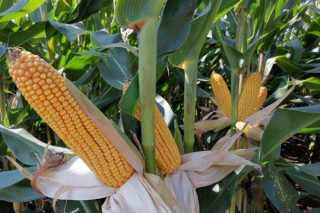 ‘MAS Seeds’ aposta polos millos híbridos ‘Green+’, que toleran as secas estivais
