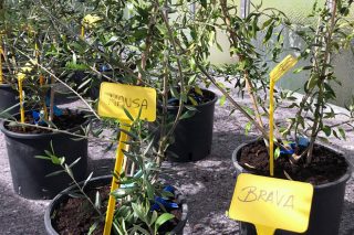 A recuperación de oliveiras autóctonas achega novas posibilidades ao sector agrario galego