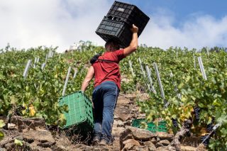 Os novos contratos homologados para a compra-venda de uva: valoracións do sector en Galicia
