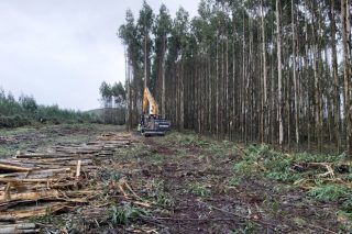 Canta madeira se cortou no 2023 en Galicia?