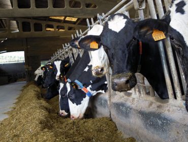 A vindeira semana comezan en Sergude e Monforte os cursos de formación económica para produtores de leite
