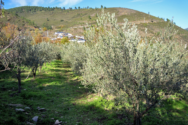 CentoxCento Figueiredo (Ribas de Sil) plantacion oliveiras 15 anos