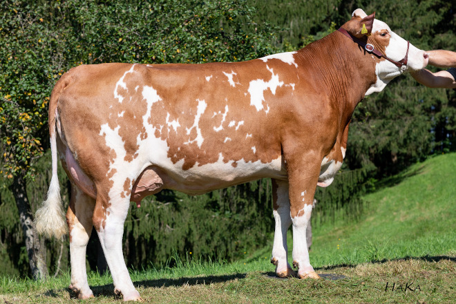 Vaca: DOLLY (P: GS DER BESTE) Explotación: Fam. Ninaus 36,4 kg en control lechero