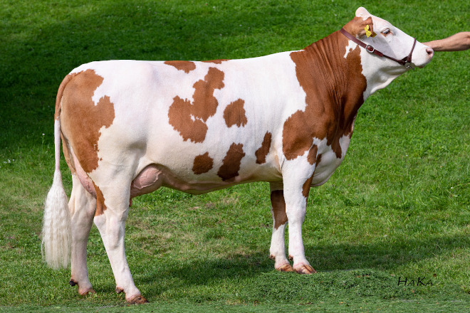 Vaca: STERNCHEN (P: GS DER BESTE) Explotación: Fam. Eichberger. Producción: 3.736 kg en 100 días