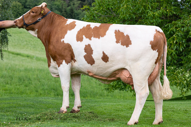 Vaca: ZARA (P: GS DER BESTE) Explotación: Fam. Prebl 3.674 kg en 100 días
