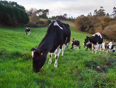 “O clima de Galicia é privilexiado a nivel mundial para a gandería de vacún de leite”