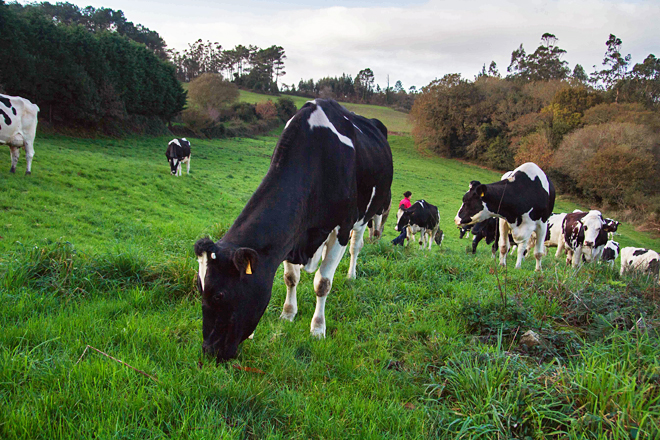 Galicia aumentou un 4% a súa produción de leite durante o último ano