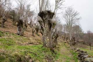 Coñecemos ben as variedades de castiñeiros dos soutos galegos?