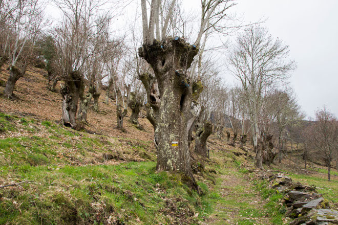 La Diputación de Lugo favorece el aprovechamiento económico sostenible de los bosques de castaños en la Reserva de los Ancares Lucenses
