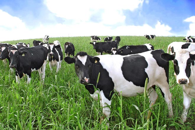‘Retos nas explotacións de vacún de leite’, webinar de MSD Animal Health