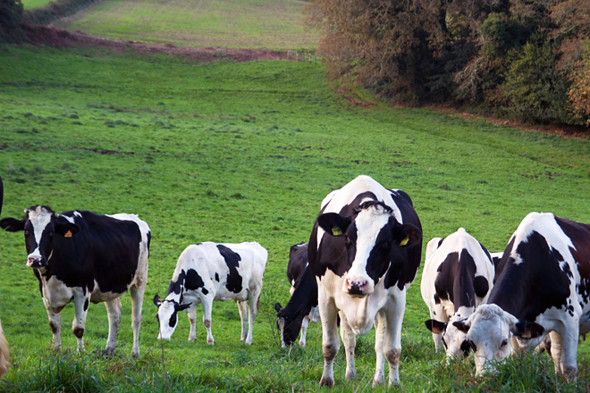 Medio Rural proyecta crear un sistema online de compra – venta de ganado