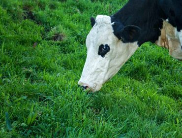 Os produtores de leite en ecolóxico reclaman prezos xustos e implicación institucional