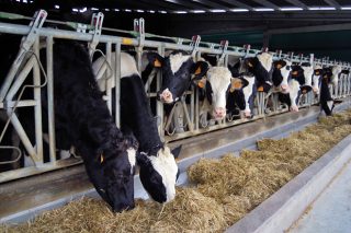 As vacas galegas son as que máis aumentaron a súa produción de leite nos últimos 4 anos