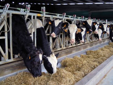 O prezo do leite no campo subiu en Europa catro veces máis que en España no último ano
