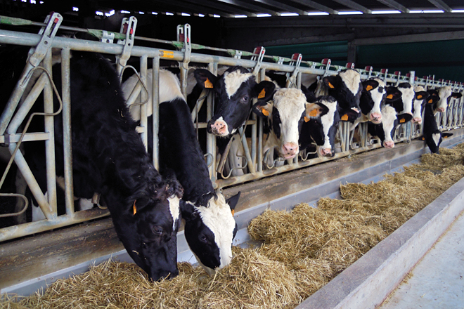 O prezo do leite no campo subiu en Europa catro veces máis que en España no último ano