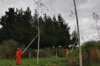 Curso en Bergondo sobre técnicas avanzadas de corta, tronzado e decotado de árbores