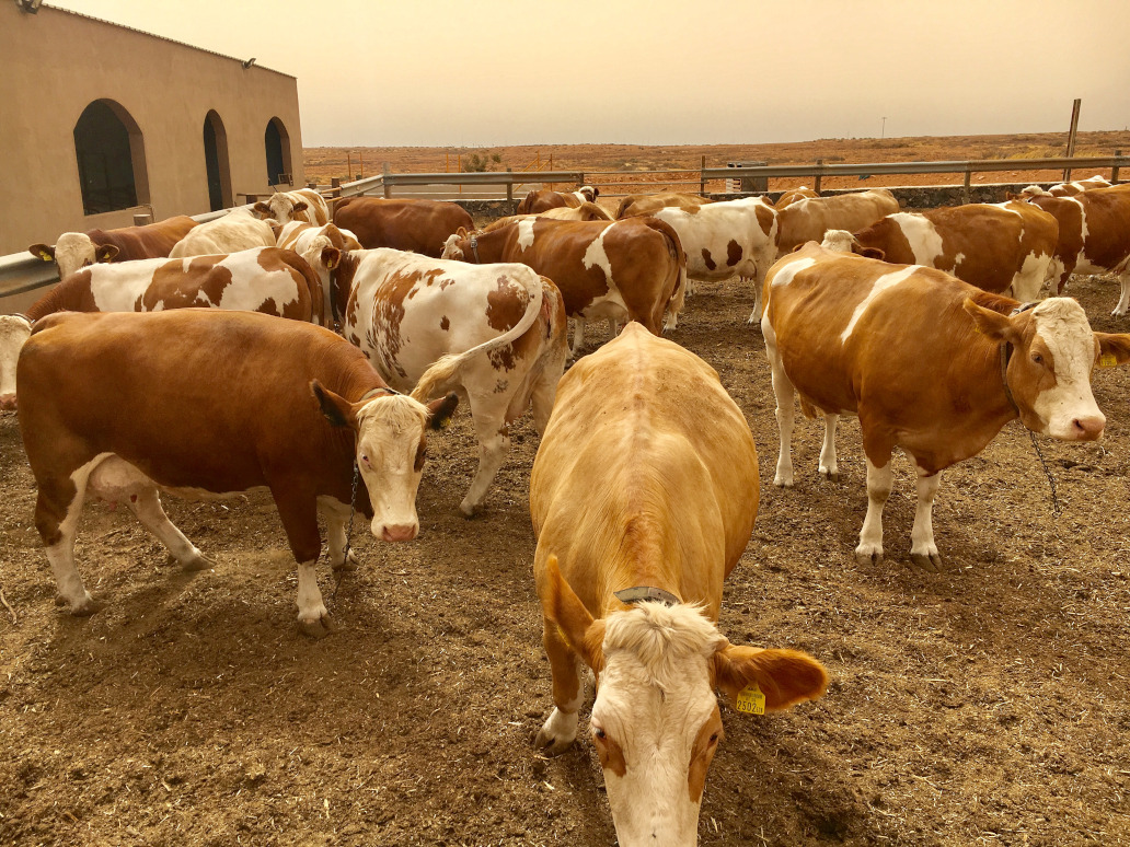 Ganadería Microtón: El reto de producir leche de vaca en Canarias importando toda la alimentación