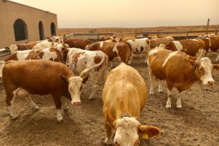 Gandaría Microtón: O reto de producir leite de vaca en Canarias importando toda a alimentación