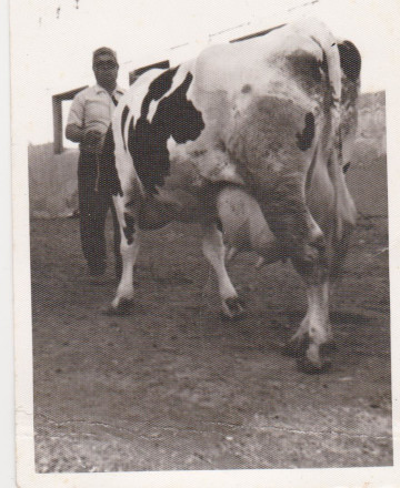 O pai de Casto Berriel, cunha das vacas Holstein que importaron de Canadá nos anos 60