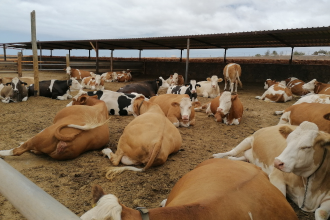 As vacas pasan a maior parte no patio en cama quente